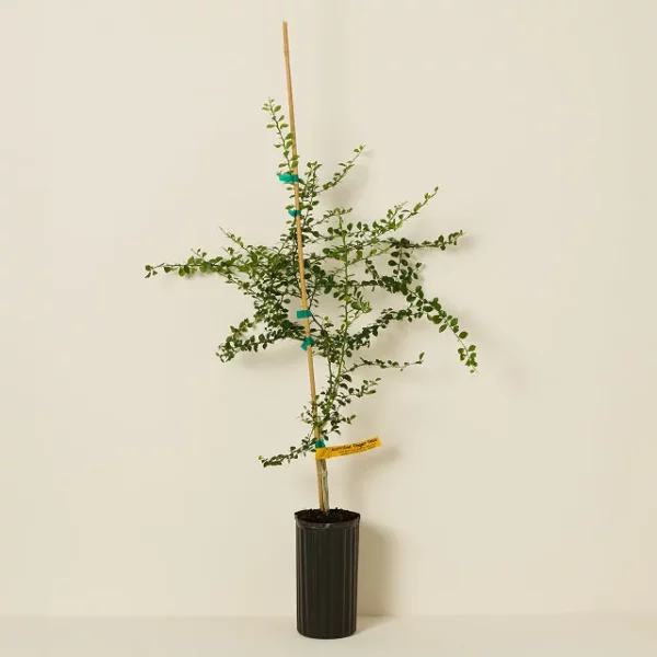 Lime Caviar Tree 2
