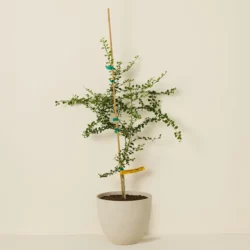 Lime Caviar Tree