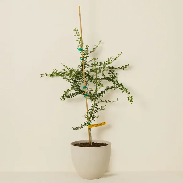 Lime Caviar Tree