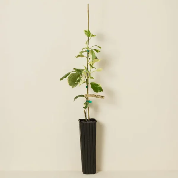 Pink Variegated Lemon Tree 1