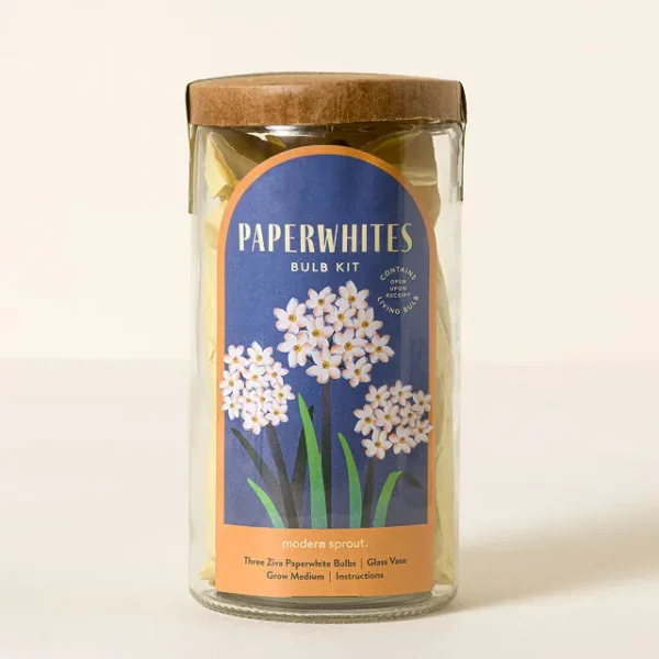 Paperwhite Winter Bulb Kit 1