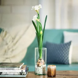 Paperwhite Winter Bulb Kit