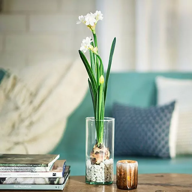 Paperwhite Winter Bulb Kit