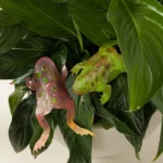 Lucky Leaping Frog Copper Garden Stakes