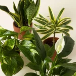 Air Purifying Plant Bundle 1
