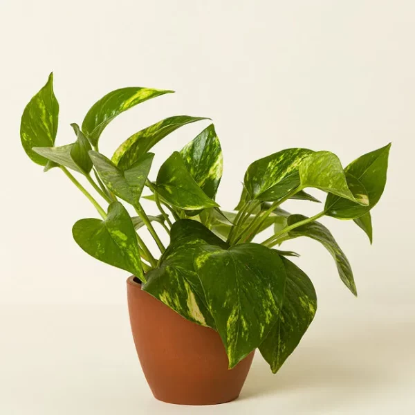 Air Purifying Plant Bundle 3