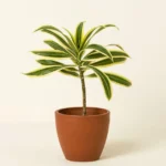 Air Purifying Plant Bundle 4