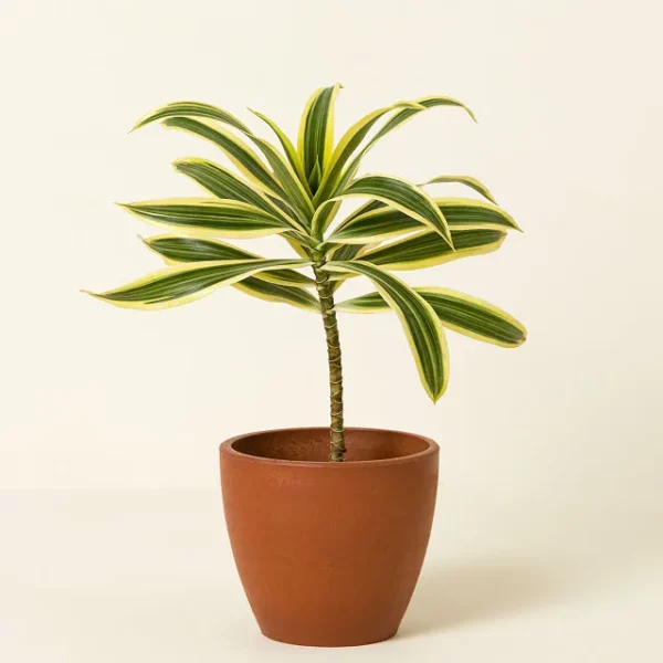 Air Purifying Plant Bundle 4