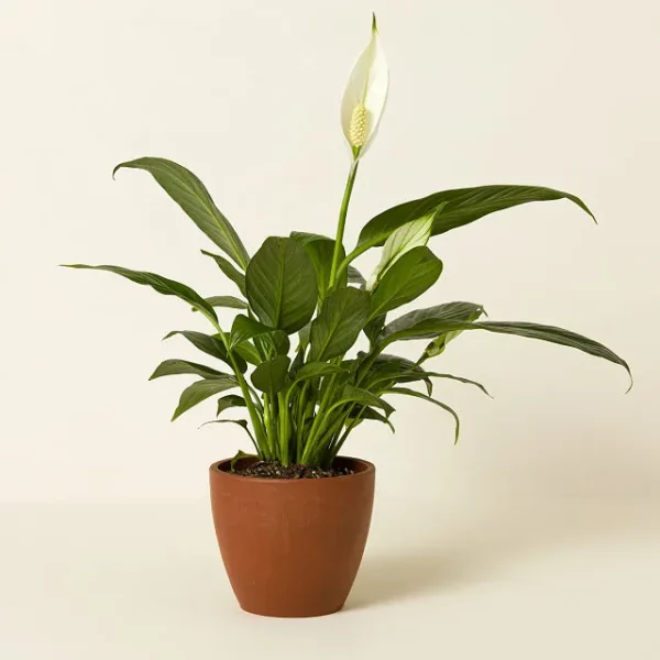 Air Purifying Plant Bundle 5