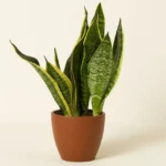 Air Purifying Plant Bundle 6