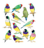 Bird Box Postcards 3