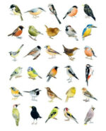 Bird Box Postcards 4