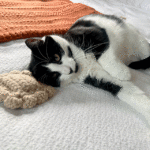 Crochet Your Own Catnip Ravioli Toy 1