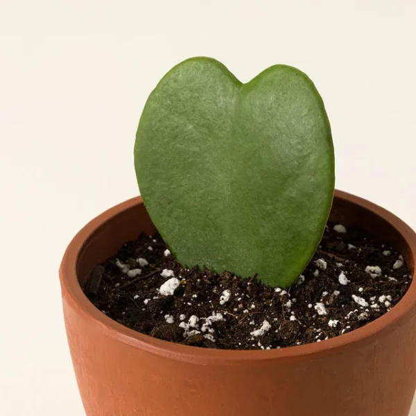 For My Sweetheart Hoya Plant 1