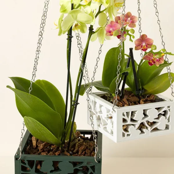 Hanging Orchid Planter 1