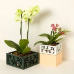 Hanging Orchid Planter 2