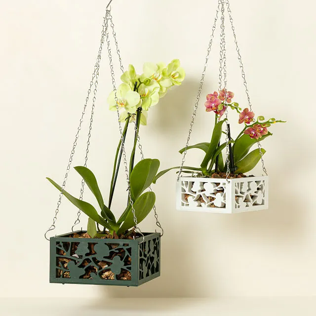 Hanging Orchid Planter