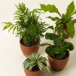 Pet Friendly Plant Bundle 1
