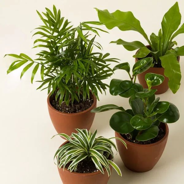 Pet Friendly Plant Bundle 1