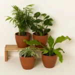 Pet Friendly Plant Bundle
