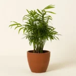 Pet Friendly Plant Bundle 3