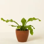 Pet Friendly Plant Bundle 4