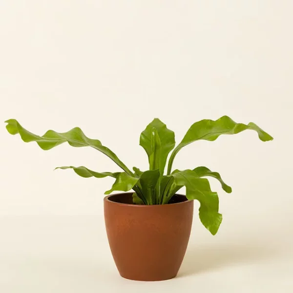 Pet Friendly Plant Bundle 4