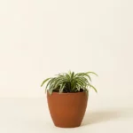 Pet Friendly Plant Bundle 5