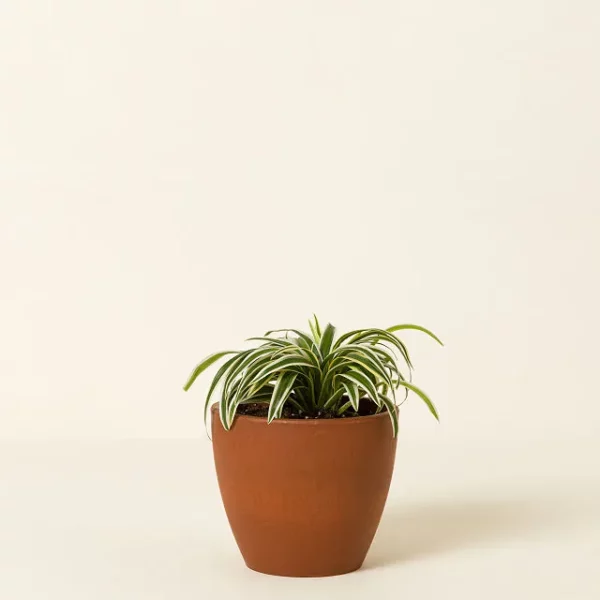 Pet Friendly Plant Bundle 5