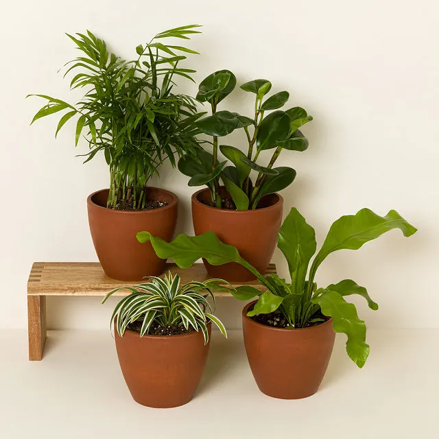Pet Friendly Plant Bundle Pet Friendly Plant Bundle