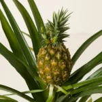 Pineapple Bromeliad Plant 1