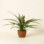 Pineapple Bromeliad Plant
