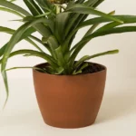Pineapple Bromeliad Plant 2