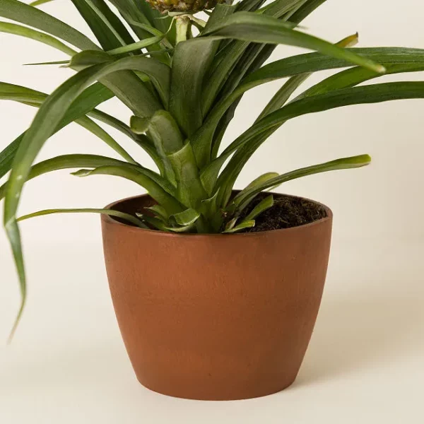 Pineapple Bromeliad Plant 2
