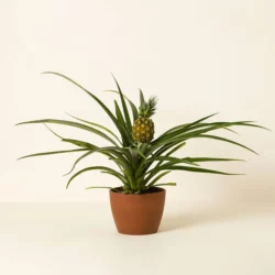 Pineapple Bromeliad Plant