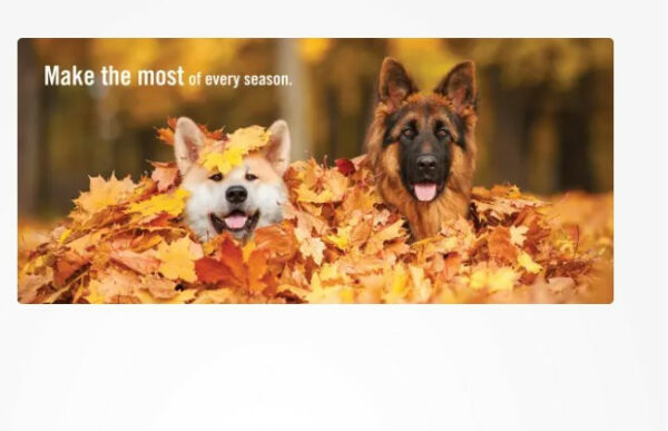 Really Important Stuff My Dog Has Taught Me Book 3