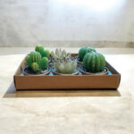 Cactus Tealight Candles, Set Of 6 Assorted