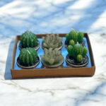 Cactus Tealight Candles, Set Of 6 Assorted 2