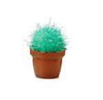 Magic Cactus Kit - Green
