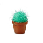 Magic Cactus Kit - Green