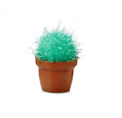 Magic Cactus Kit - Green