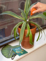 Plant Care Kit Tin 3