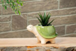 Small Turtle Planter 2