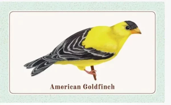 The Beginner Birder’s Deck 1