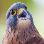 Zen Art & Design Small Puzzle 7