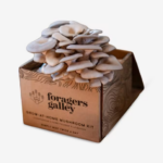 Blue Oyster Mushroom Grow Kit 1