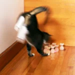 Cat Bowling 1