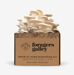 Snow Oyster Mushroom Grow Kit