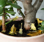 Tiny Camping For Your Plants 5