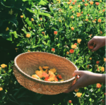 All-purpose Tallow Balm 3